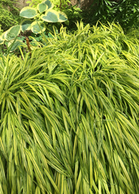 Hakonechloa macra 'Aureola'